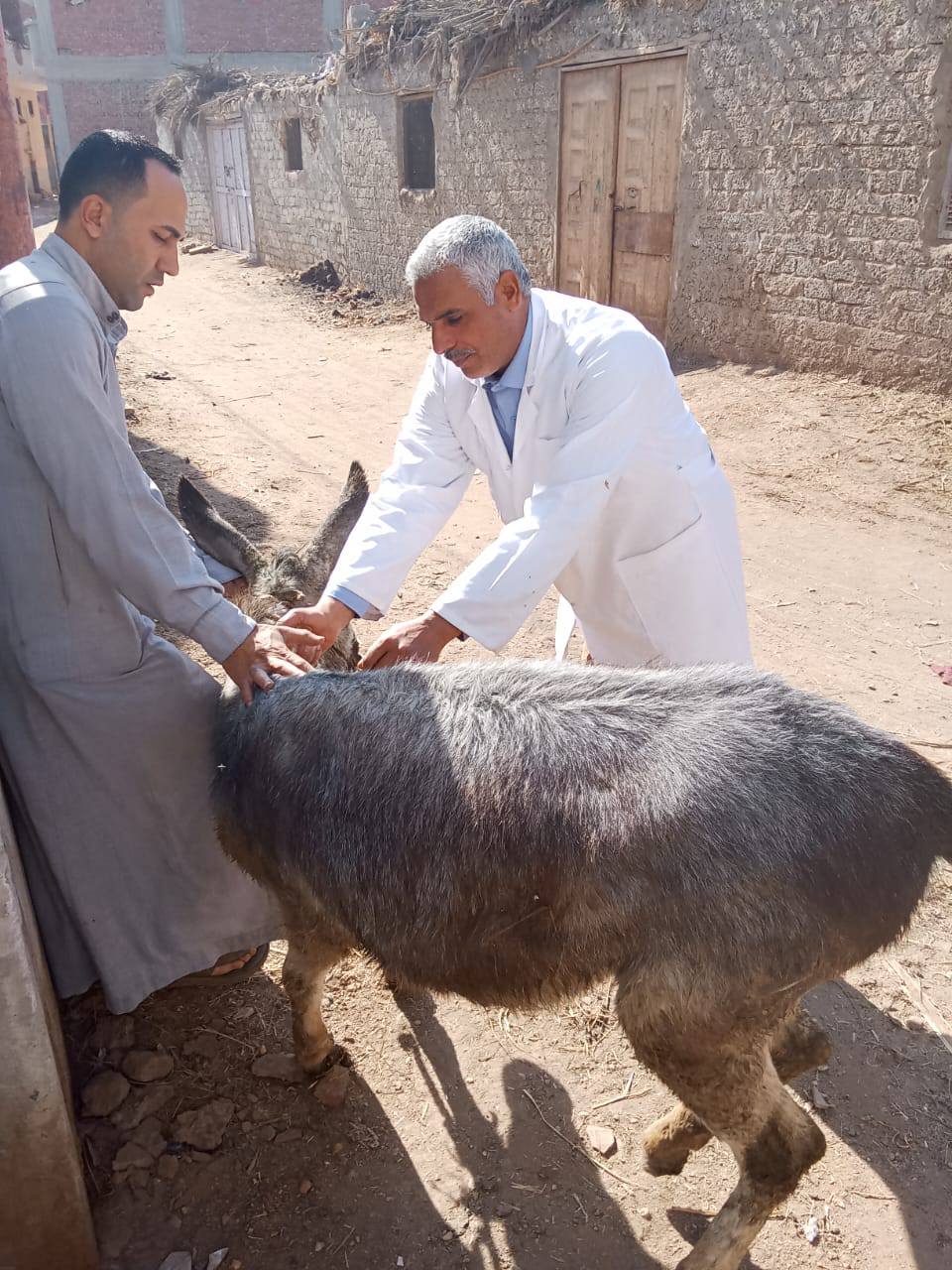 Faculty of Veterinary Medicine, Zagazig University, directs a free veterinary convoy to the village of Mit Rabia, Belbeis, Sharkia