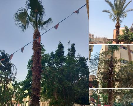 في مشهد يعكس الانضباط المؤسسي.. كلية التربية النوعية بجامعة الزقازيق تواصل أعمال تجميل البيئة الجامعية بالتوازي مع الامتحانات .